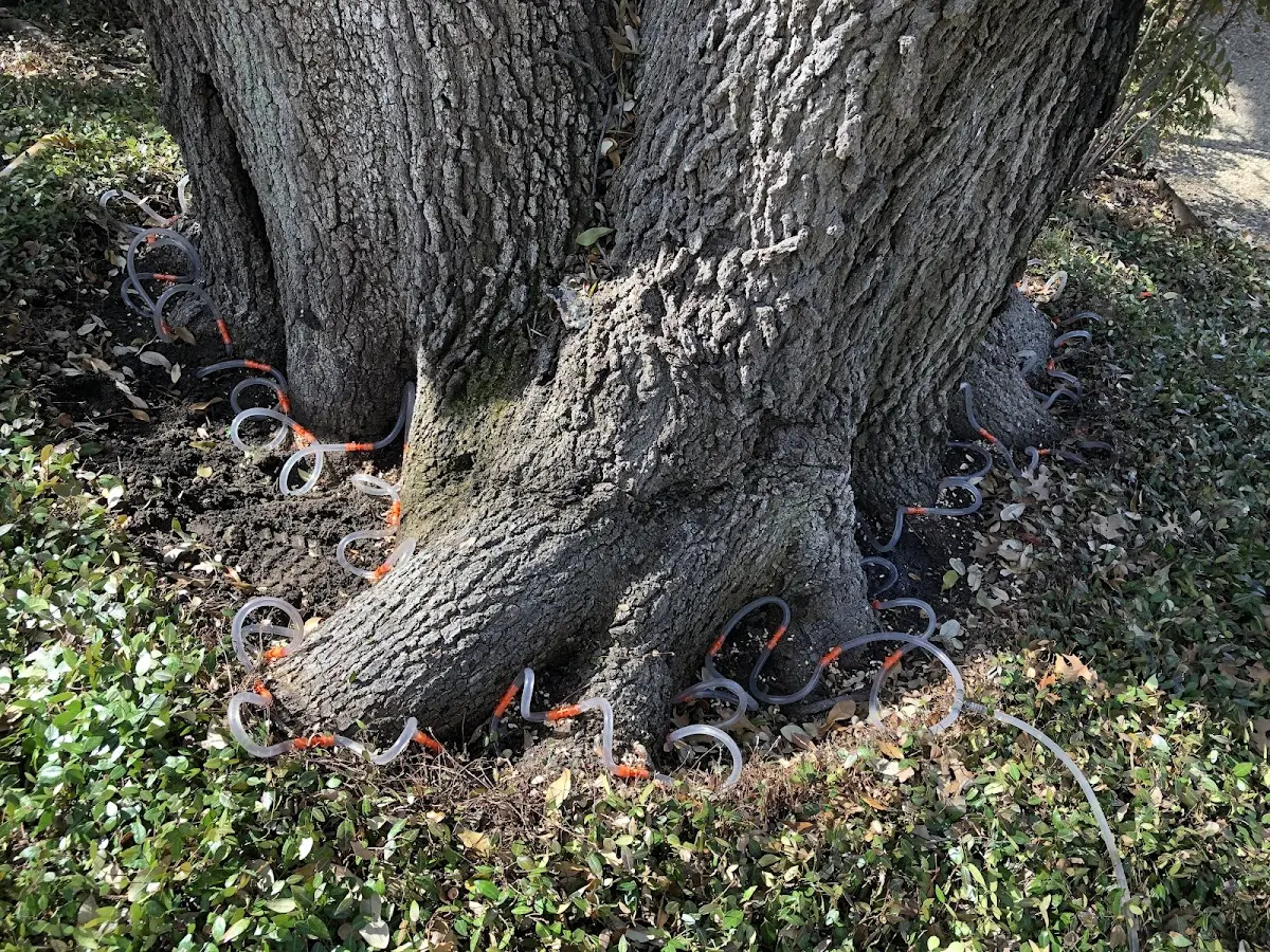 Detailed Tree Cabling and Bracing job site in Brownstown