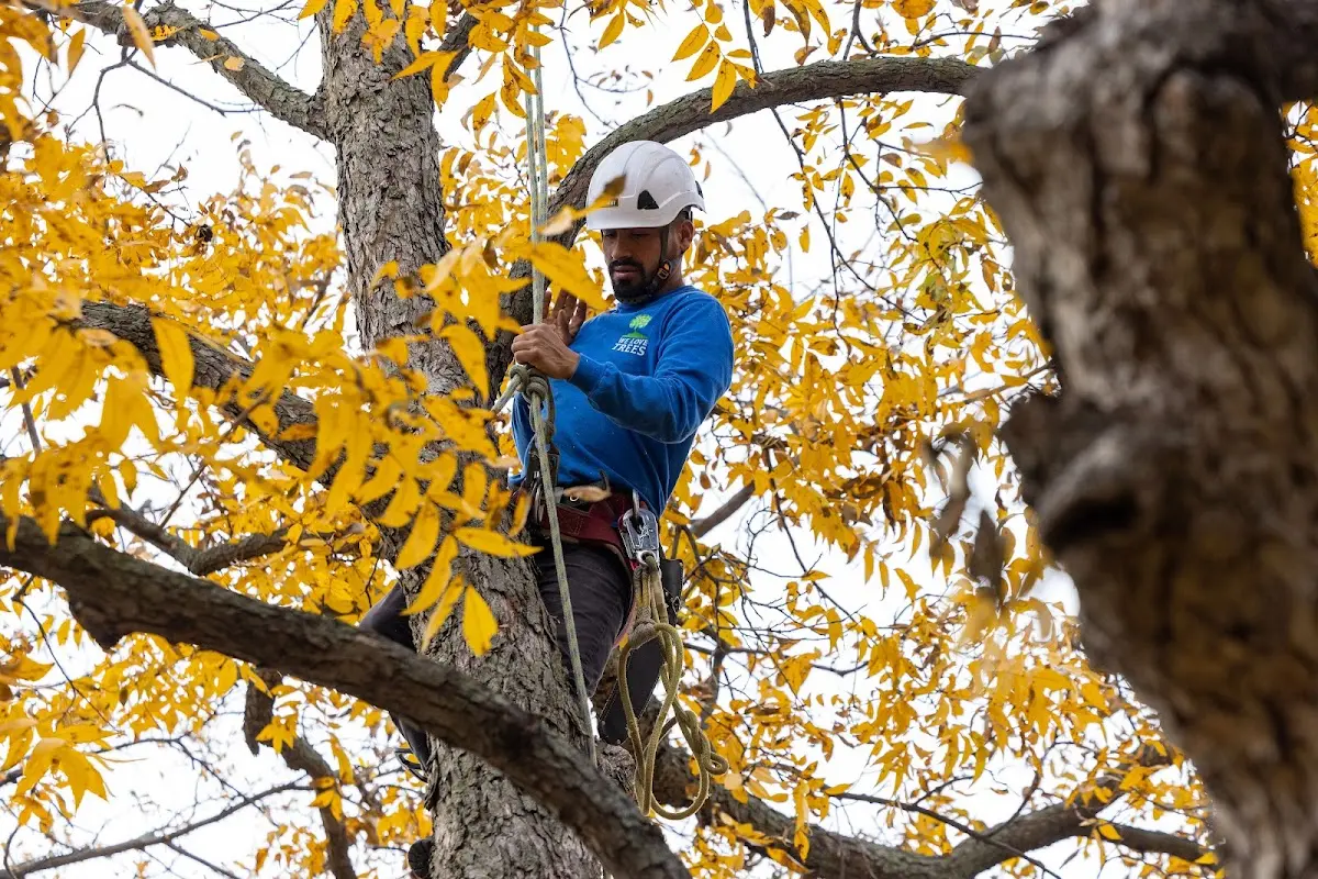 Skilled Tree Trimming crew working in Brownstown