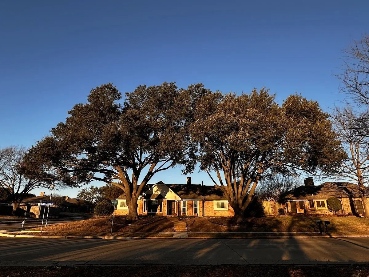 Established residential canopy tree shading a home in Brownstown